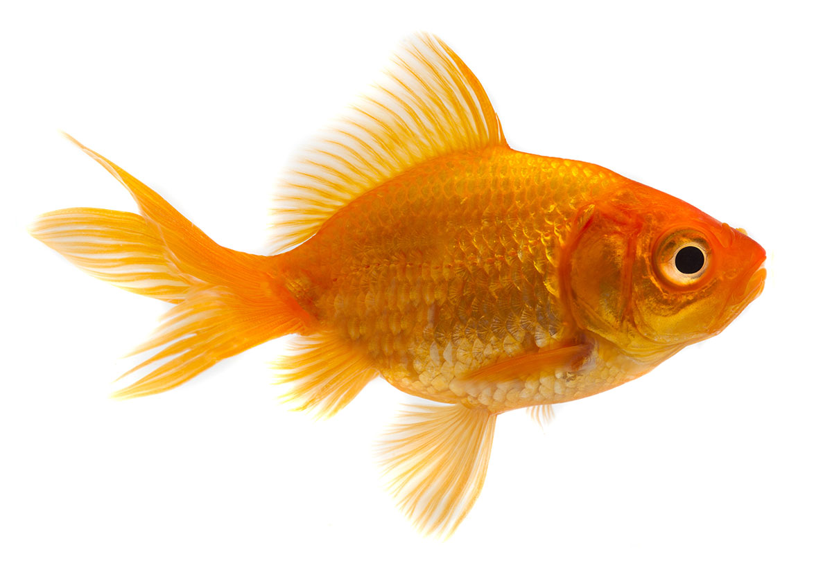 Goldfish Breeding 101: How to Raise Hardy Fish in Any Setting