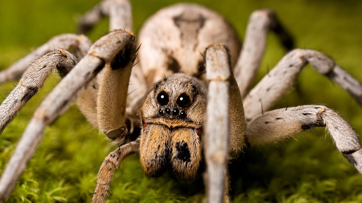 Spinning Tales: The Fascinating World of Spiders